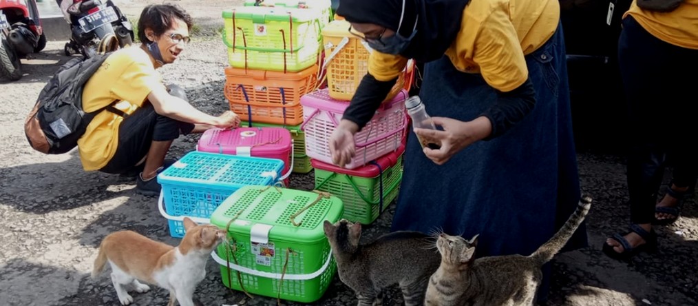 Let's Adopt Indonesia volunteers during a TNR field activity