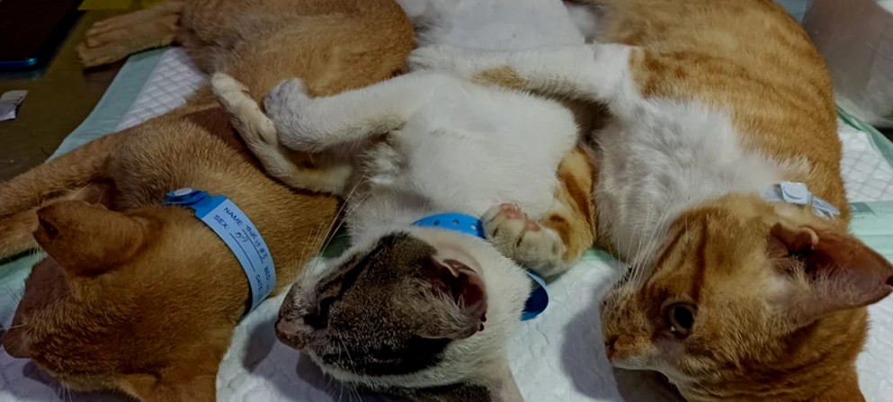 Cats recovering after spay-neuter surgery